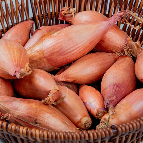 West Coast Seeds Shallot